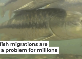 Mahseer swim in the Ramganga River, a major tributary of the Ganges River in South Asia. Zeb Hogan